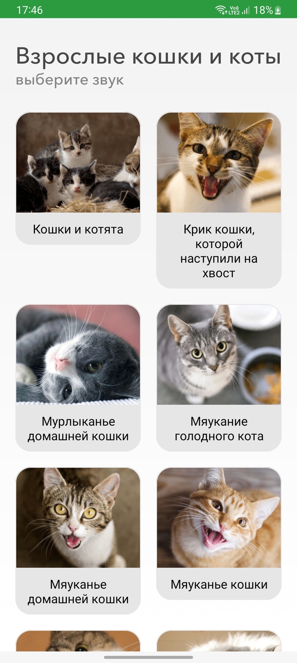 Звуки кошек, котов и котят: урчание, мяуканье – скачать приложение для  Android – Каталог RuStore