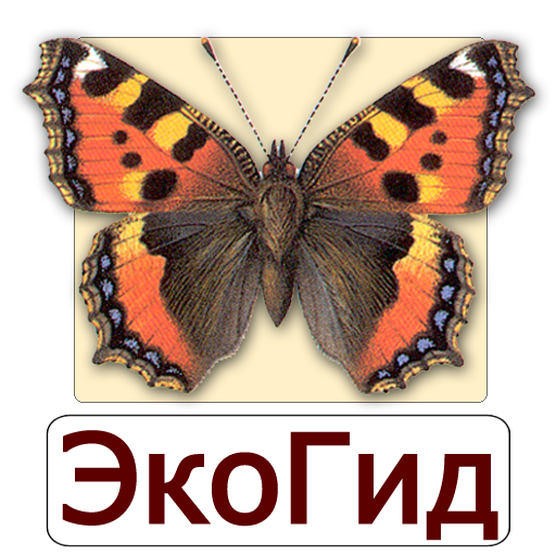 ЭкоГид: Бабочки