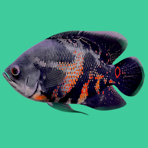 Живые Обои Рыбки Оскар – скачать приложение для Android – Каталог RuStore