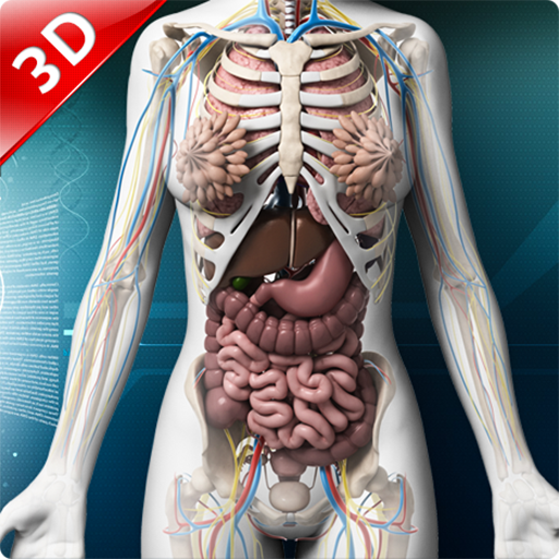 Организм человека и сам человек. Органы человека. Внутренние органы человека. Скелет человека с внутренними органами. Внустренесье человека.