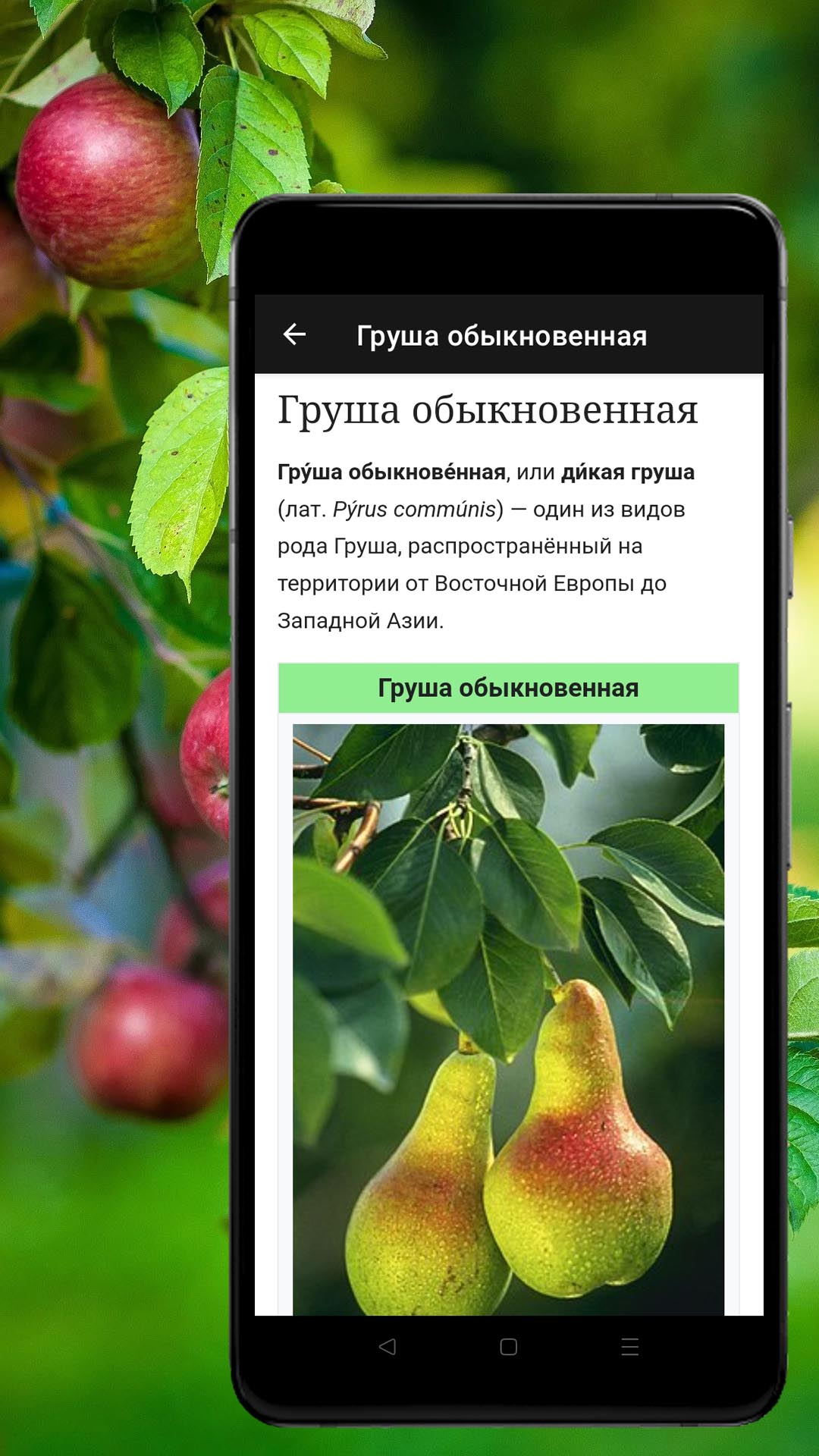 Справочник плодовых деревьев скачать бесплатно Книги на Android из каталога  RuStore от ОБЩЕСТВО С ОГРАНИЧЕННОЙ ОТВЕТСТВЕННОСТЬЮ 