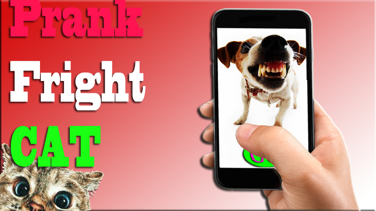 Scare Cats Sound Cat Prank скачать бесплатно Развлечения на Android из  каталога RuStore от KEYmobile