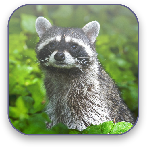 Raccoon Free Video Wallpaper — иконка