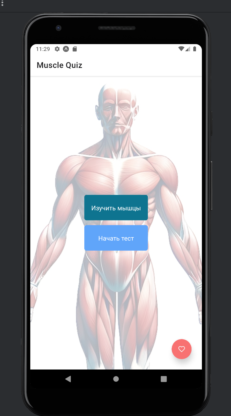 Muscle Quiz скачать бесплатно Образование на Android из каталога RuStore от  Югфельд Ирина Данииловна