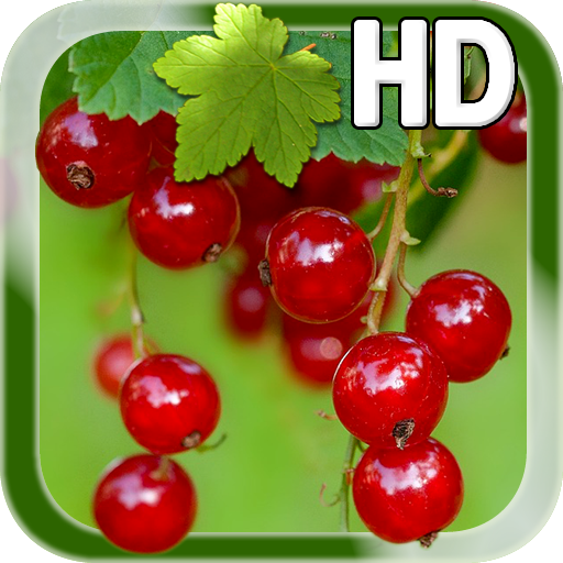 Berry live пастила. Berry live пастила. Пастила берри лайв. Пастила берри лайв. Berry live пастила.