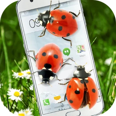 Ladybug in Phone Funny joke