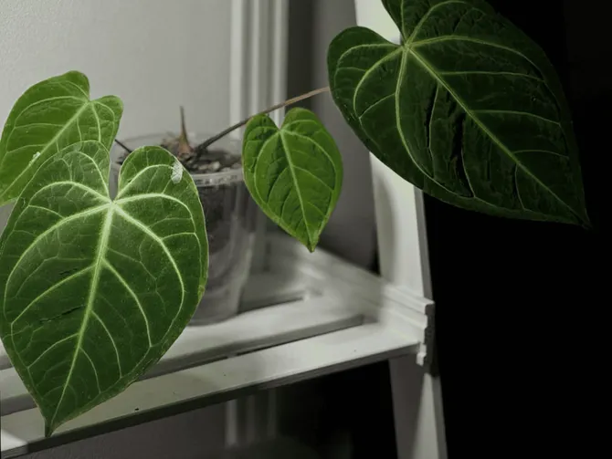 Обложка события Откройте свой магазин растений