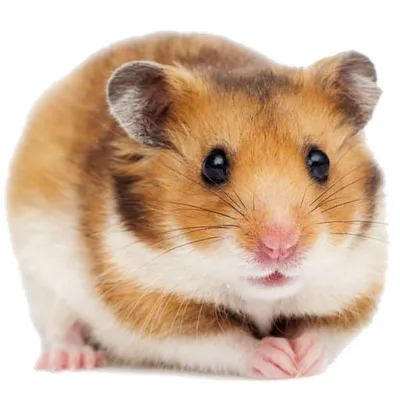 Hamster