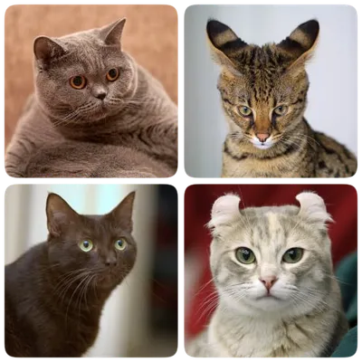 Cat Breeds Quiz - Game about Cats. Guess the Cat!