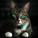 Обои с котиками логотип