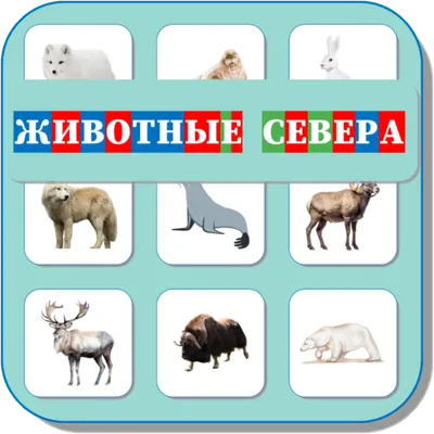 Карточки Логопеда Животные севера (118)