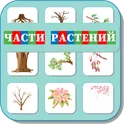 Карточки Логопеда Части Растений (145) логотип