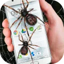 Spider in phone funny joke