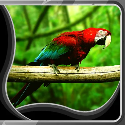 Parrot Live Wallpapers