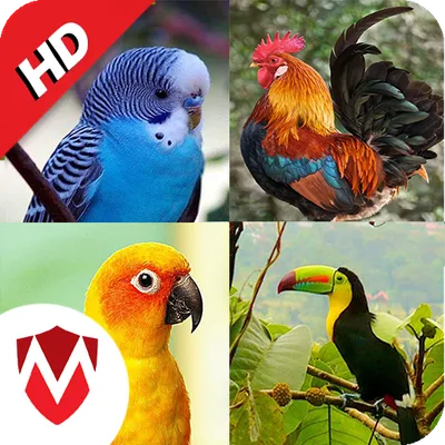 100 Bird sounds: Ringtones, Wallpapers