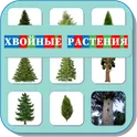 Карточки Логопеда Хвойные Растения (146) логотип