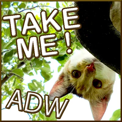 Сладкий ADW тему Kitty