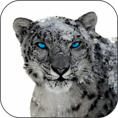 Snow Leopard Video Wallpapers