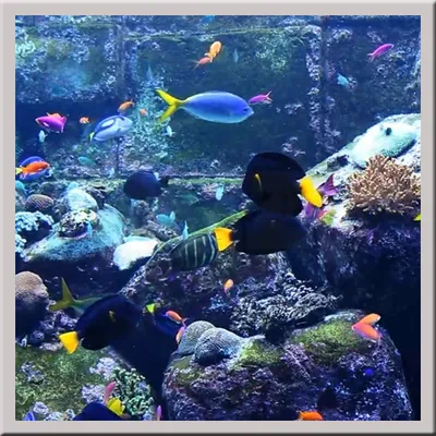 Aquarium Live Wallpaper