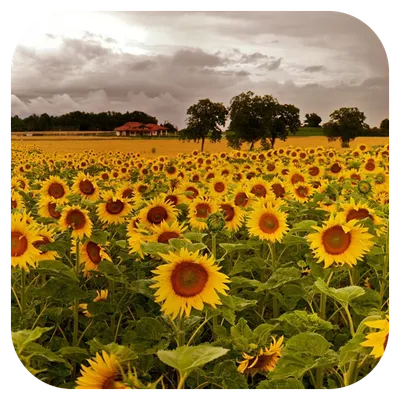 Sun Flower Live Wallpaper