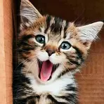 Котенок И Милый Кот Обои HD логотип