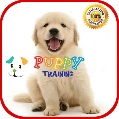 Puppy Training