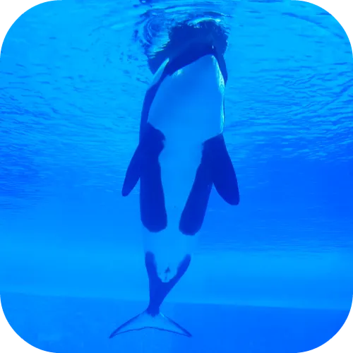 Orca Killer Whale Video Wallpaper — скачать для Android 0,0★ бесплатно ...