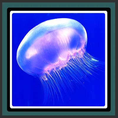 Live Wallpapers - Jellyfish