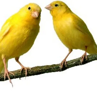 Canaries Info