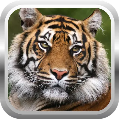 African Tiger Shooter 3D