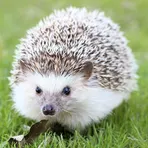 Hedgehog Pet логотип