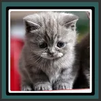 Live Wallpapers – Kittens логотип