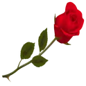 Rose логотип