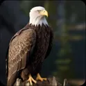 Ultimate Flying Eagle Game логотип