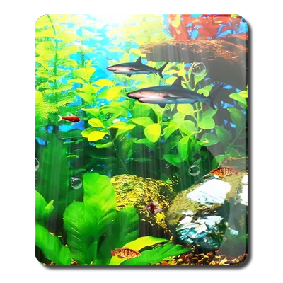 Perfecto Aquarium Real Fish HD