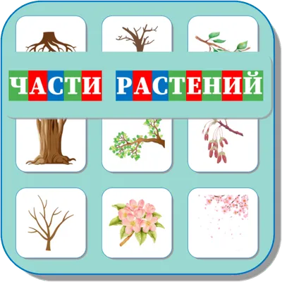 Карточки Логопеда Части Растений (145)