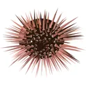 Sea urchins логотип
