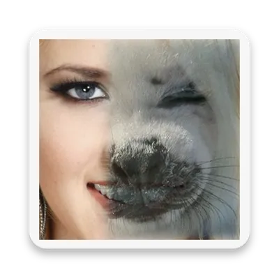 Animal Face Morphing