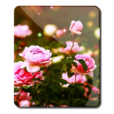 Flower Roses Wallpaper