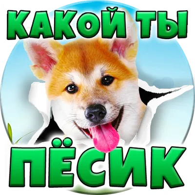 Тест: Какой ты Пёсик?