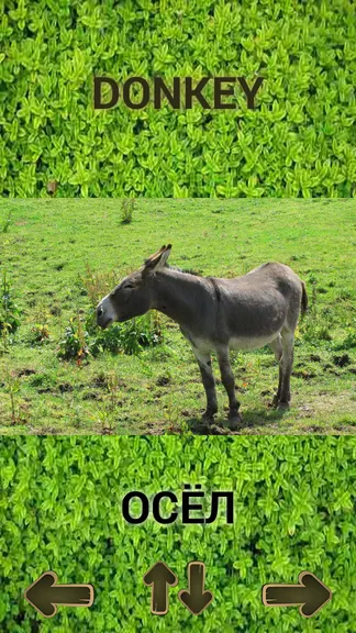 Скриншот 4/7