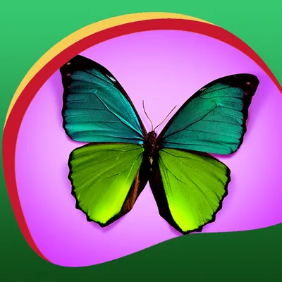 Butterfly Wallpapers