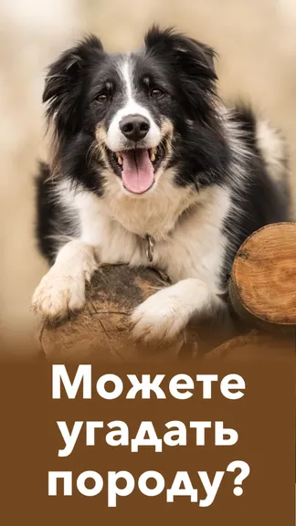 Скриншот 2/8