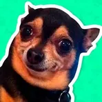 Dog Stickers логотип