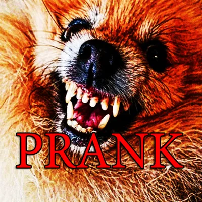 Prank Angry Dog