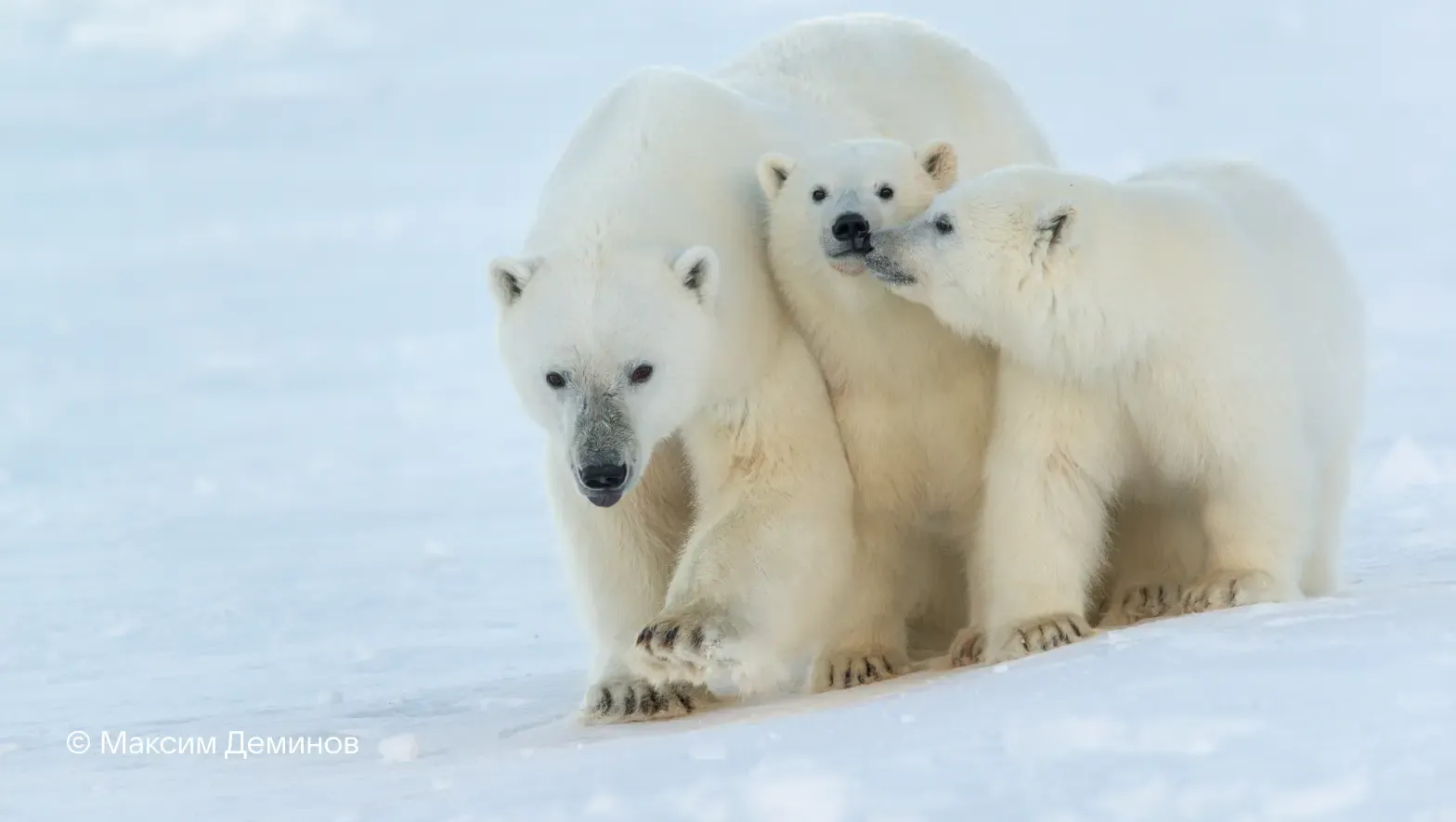 Природа и люди, белые медведи