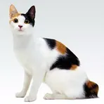Звуки животных логотип