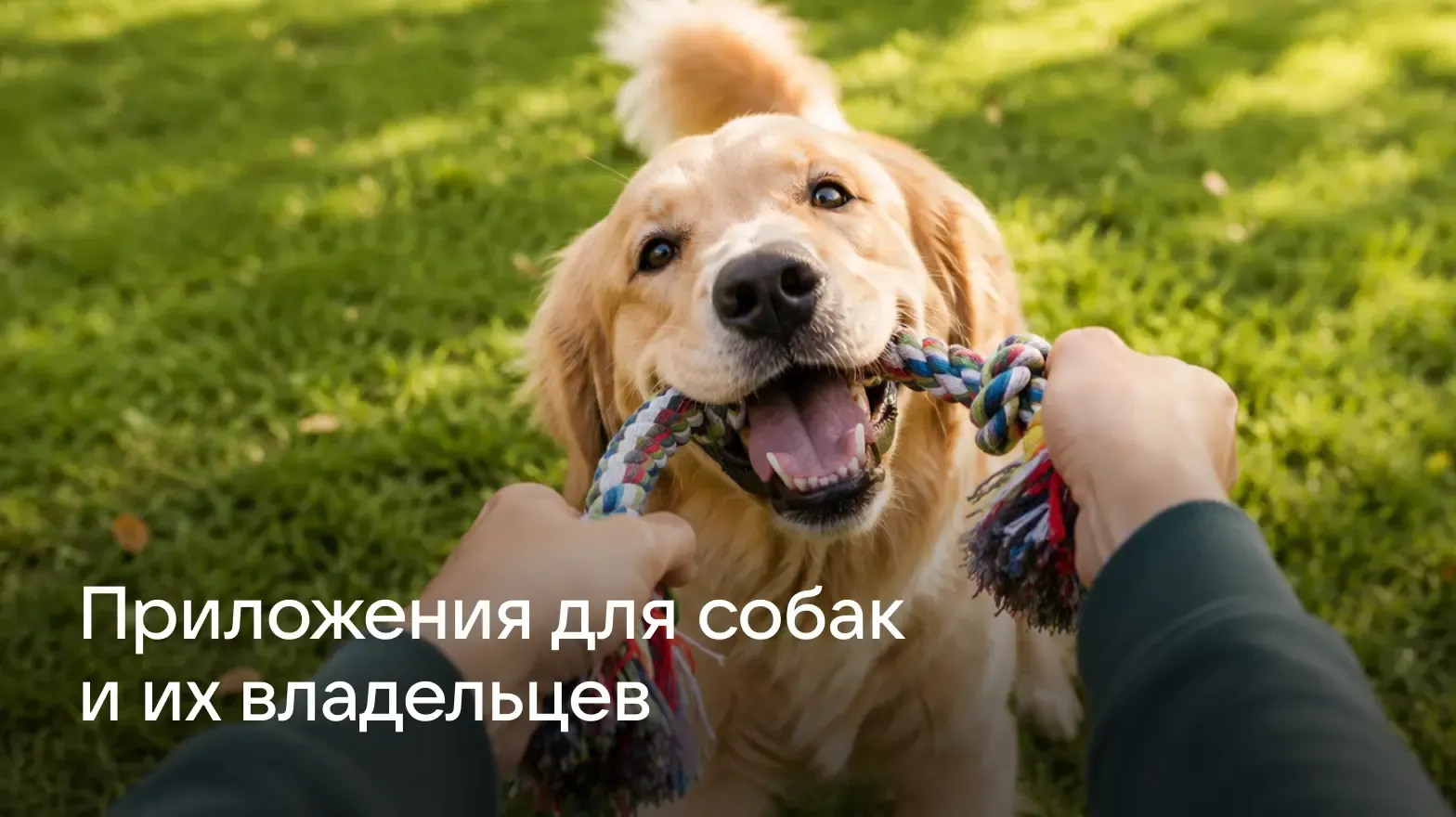 Лучшие приложения для собак и их владельцев