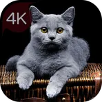 Кошачьи обои каждый день логотип