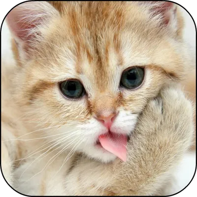 Cat Lick Screen Live Wallpaper